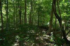 95 acres of woods!