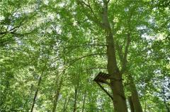 many tree stands throughout the woods