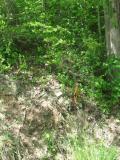 Marker on Right side of the road marks beginning of property across from Gum Creek Rd.
