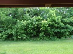 Private view from deck or patio.